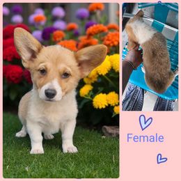 Female 1 - Sable female Pembroke Welsh Corgi puppy in Unicoi, Tennessee from Unaka Mountain Corgis