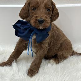 Blue boy - Red  male Goldendoodle puppy in Waskom, Texas from Pearls & Curls doodles & poodles