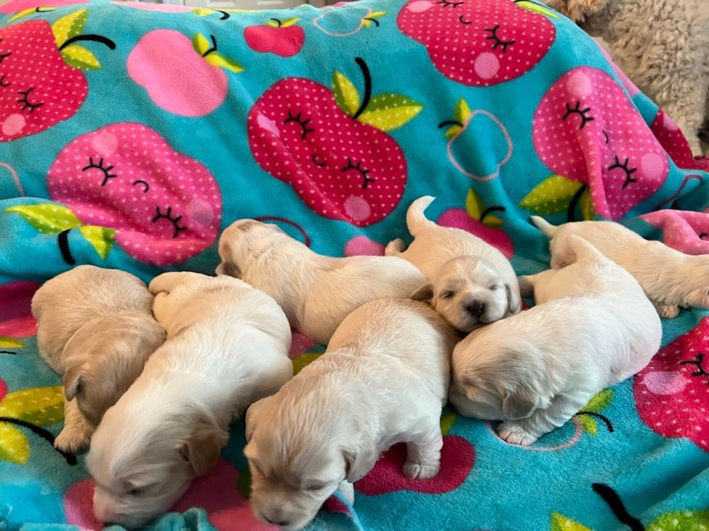 H❤️PE COTONS in Texas | Coton de Tulear puppies | Good Dog