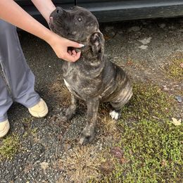Light Purple Collar - Chestnut brindle female Cane Corso puppy in Niota, Tennessee from DTM Cane Corso