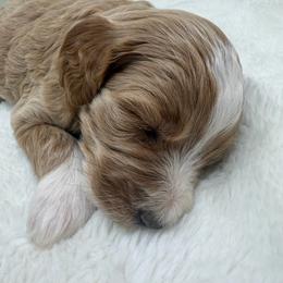 Boy 5 - Apricot male Goldendoodle puppy in Haleyville, Alabama from Susan’s Prefurred Doodles
