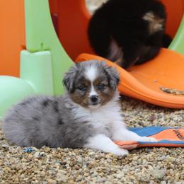 Border Collie, English Setter, and Miniature American Shepherd Puppies from First Harmony Farms
