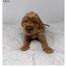 Doris - Caramel female Australian Labradoodle puppy in Sacramento, California from Little Farmstead Labradoodles