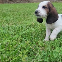 Basset Hound Puppies from Bassets of the Hollow