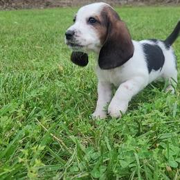 Basset Hound Puppies from Bassets of the Hollow