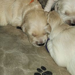 Orange - Golden female Golden Retriever puppy in Lucasville, Ohio from Halo Kennels