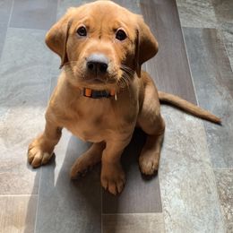 Labrador Retriever Puppies from TNT Elite Labradors