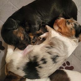 Daisy - Black and tan Dachshund puppy in Choctaw, Oklahoma from TS Performance Horses & Dachshunds