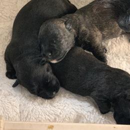 Scottish Terrier Puppies from Gulf Coast Scotties