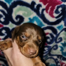 Dachshund Puppies from Scottie's Doxies