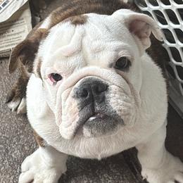 DD - Red brindle and white male Bulldog puppy in Sanborn, New York from Anthony Manor Bulldogs