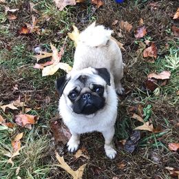 Passion  - Pug