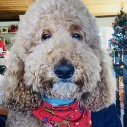 Goldendoodles from Plant City Doodles