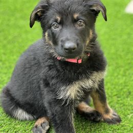 Girl 1 - German Shepherd puppy in Tamiami, Florida from Vom MontHaus