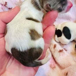 Penney - Chocolate female Havanese puppy in Hawthorne, Florida from Havanese Acres
