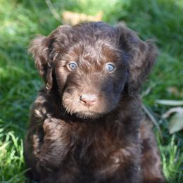 Aussiedoodle and Poodle Puppies from Arena Valley Acres LLC
