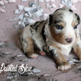 Australian Shepherd and Miniature Australian Shepherd Puppies from Painted Blue Aussies