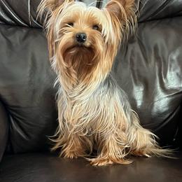 Freya - Yorkshire Terrier