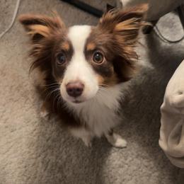 June - Toy Australian Shepherd