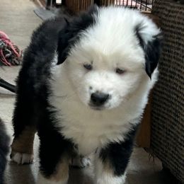 Boy 2, Martin - Black tri male Toy Australian Shepherd puppy in Bristow, Iowa from Pine Ridge Toy Aussies