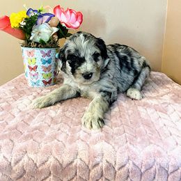 Aussiedoodle, Bernedoodle, and Poodle Puppies from Sis' Doodles & Poodles