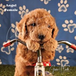 Angel - Red female Labradoodle puppy in Peyton, Colorado from Grace N Faith Doodles