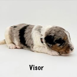 Visor - Merle male Goldendoodle puppy in Milford, Pennsylvania from Doodles Are Golden