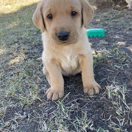 Labrador Retriever Puppies from Westbrook UK Labs