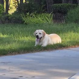 Labrador Retriever Puppies from ROCK CREEK LABRADORS