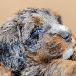 Reed (Red) - Merle male Bernedoodle puppy in Highland, Utah from Angel Pups Deluxe