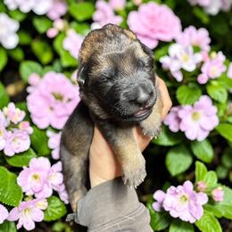 Margarita - Sable female German Shepherd puppy in Oakland, Oregon from VHM German Shepherds