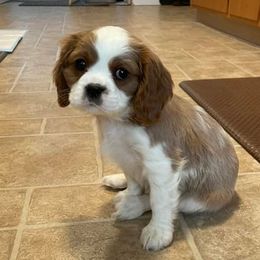 Cavalier King Charles Spaniels from Dakota Royal's CKCS