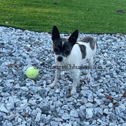 Vaida - Fawn brindled black female Chihuahua puppy in Anderson, South Carolina from Lil Treasures Chihuahuas
