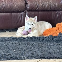 Boy 1 - Gray and white male Siberian Husky puppy in Loudon, Tennessee from Kristari Siberians