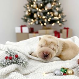 Butter - Cream male Chinese Shar-Pei puppy in Hugo, Oklahoma from Mini Hippo Land