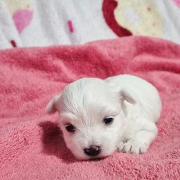 Lily - White female Maltese puppy in Austin, Texas from Austin Maltese Babies