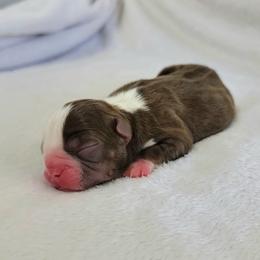 Boston Terrier Puppies from White Valley Boston Terriers