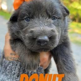Donut - Blue female German Shepherd puppy in Fort Jennings, Ohio from Von Holtzapple German shepherds