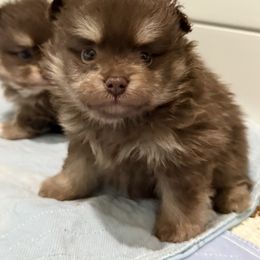Jack - Chocolate and tan male Pomeranian puppy in Newport Beach, California from Exotic City Pomeranians and chihuahuas