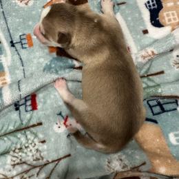 Girl 1 - Red and white female Siberian Husky puppy in Laneville, Texas from ETX Huskies