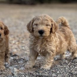Simba - Apricot male Goldendoodle puppy in Tucson, Arizona from JER Doodles