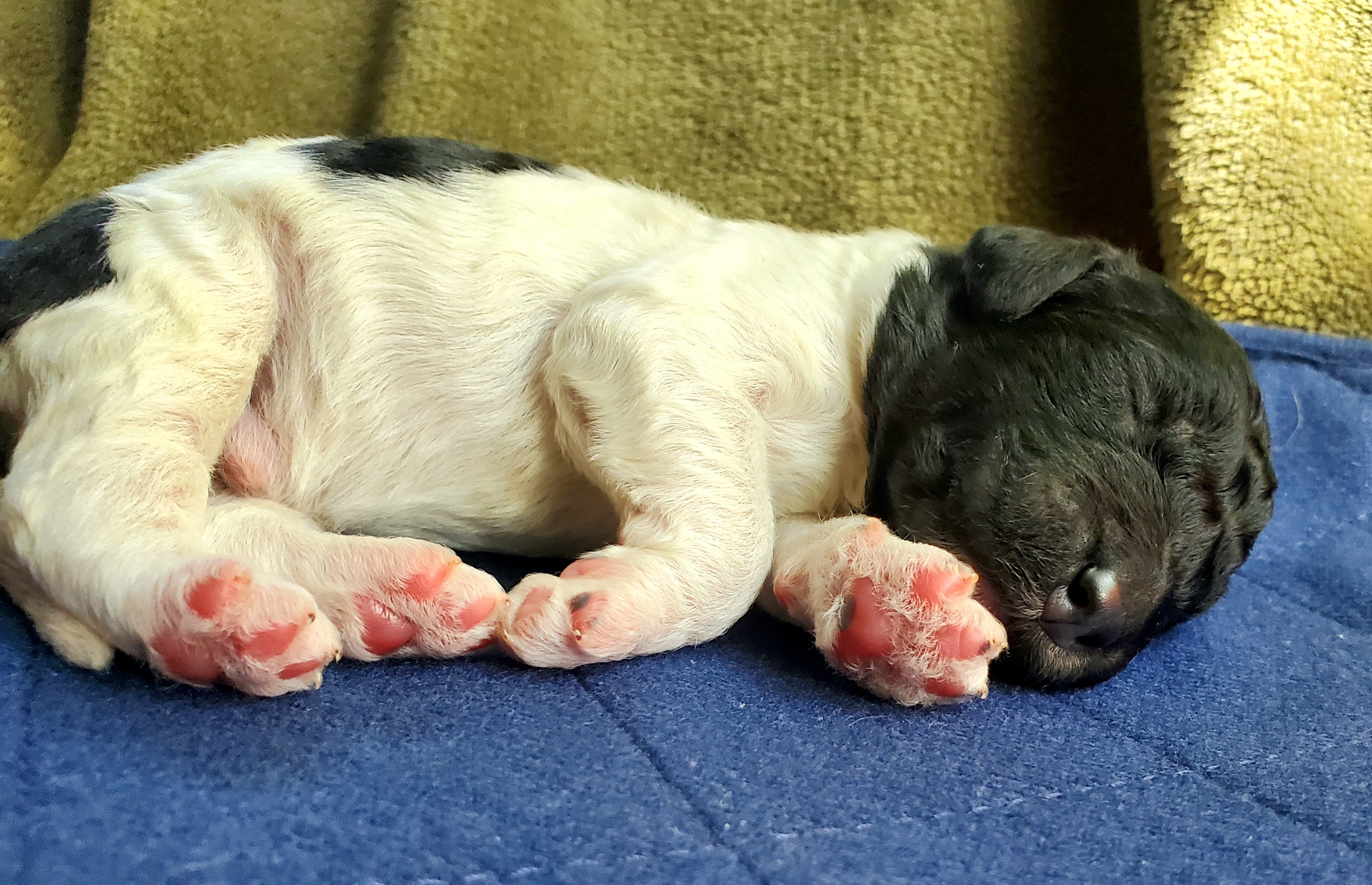 Double Doodle and Poodle Puppies from Perfect Poodles and Doodles LLC