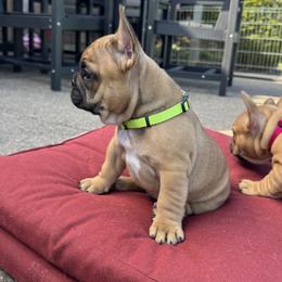 French Bulldog Puppies from Miller Frenchie Farm