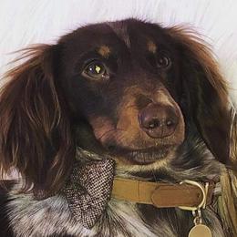 Duke - Dachshund