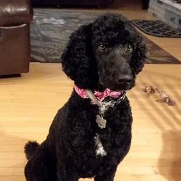Poodle Puppies from Sharon’s Poodles