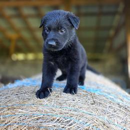 Blue k von Charry - Black male German Shepherd puppy in Midway, Kentucky from Von Charry German Shepherd’s