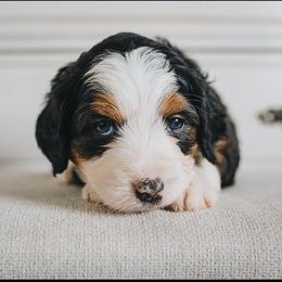 Bernedoodle Puppies from Barnyard 2 Backyard