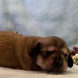 Girl 4 - Cream female Dachshund puppy in Mt. Sterling, Illinois from Doxie Do's