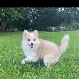 Pomsky Puppies from Rustic Pomskies
