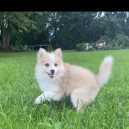 Pomsky Puppies from Rustic Pomskies